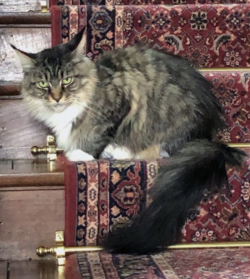 JUMANJI Femelle Maine coon JUMANJI Femelle Maine coon