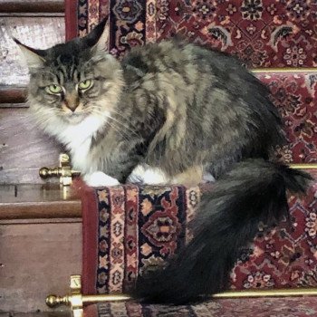 JUMANJI Femelle Maine coon