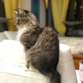 chat Maine Coon JUMANJI Chatterie de la Hutte aux Coons chat Maine Coon JUMANJI Chatterie de la Hutte aux Coons