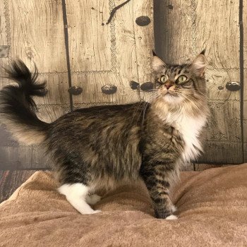 chat Maine Coon JUMANJI Chatterie de la Hutte aux Coons chat Maine Coon JUMANJI Chatterie de la Hutte aux Coons