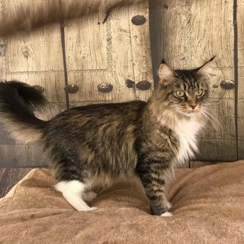 chat Maine Coon JUMANJI Chatterie de la Hutte aux Coons chat Maine Coon JUMANJI Chatterie de la Hutte aux Coons