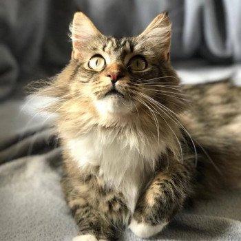 chat Maine Coon JUMANJI Chatterie de la Hutte aux Coons chat Maine Coon JUMANJI Chatterie de la Hutte aux Coons