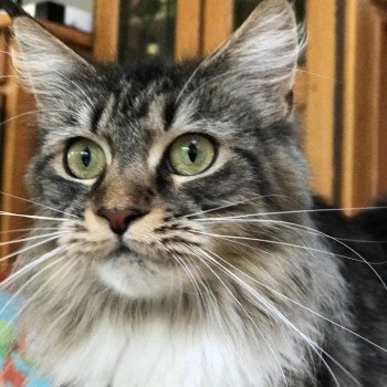 chat Maine Coon JUMANJI Chatterie de la Hutte aux Coons chat Maine Coon JUMANJI Chatterie de la Hutte aux Coons