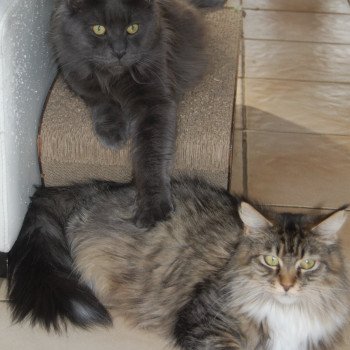 chat Maine Coon JUMANJI Chatterie de la Hutte aux Coons chat Maine Coon JUMANJI Chatterie de la Hutte aux Coons
