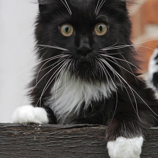 PRUE DE LA HUTTE AUX COONS Femelle Maine coon