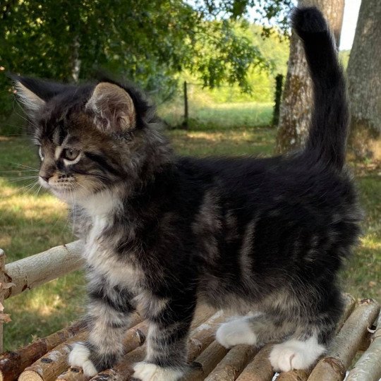 R'MIONE Femelle Maine coon