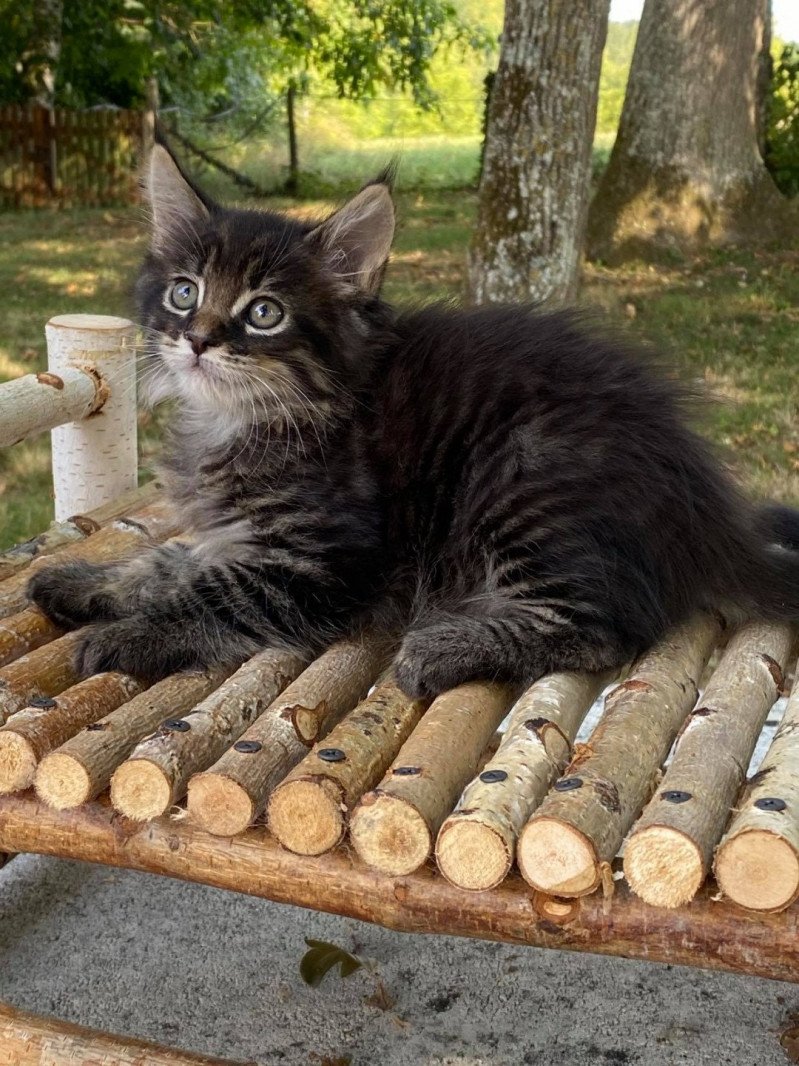 ROCKET Mâle Maine coon