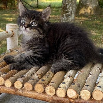 chaton Maine Coon brown mackerel tabby ROCKET Chatterie de la Hutte aux Coons