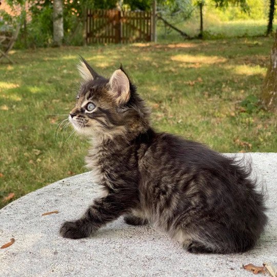 ROXANE Femelle Maine coon