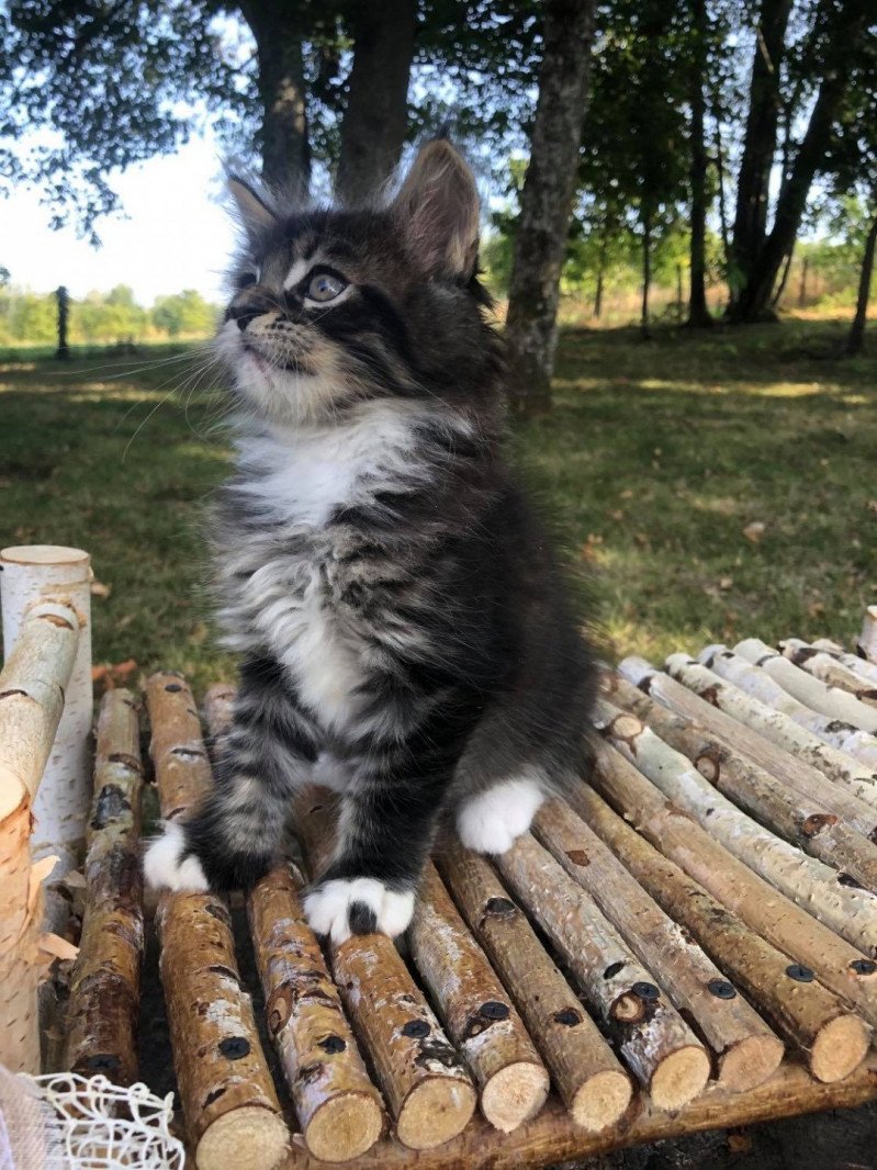 RUBEUS Mâle Maine coon RUBEUS Mâle Maine coon