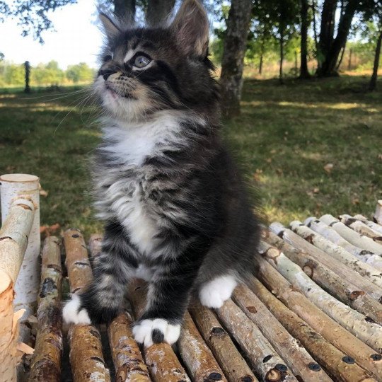 RUBEUS Mâle Maine coon